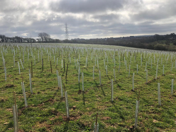 Woodland Planting