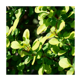 Close-up of bright green leaves on a white background