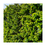 Tall green hedge with a clear sky background