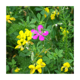 Pink flower among green foliage and yellow flowers