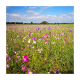 Field of colorful pink and purple flowers under a blue sky with white clouds