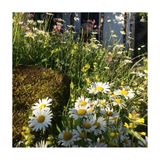 Birds and Bees Mix: Floral Focus