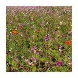 Birds and Bees Mix: Floral Focus
