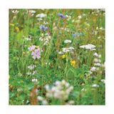 Wildflower meadow with various flowers including pink, white, and purple.