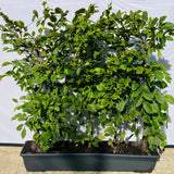 Carpinus Betulus | Hornbeam