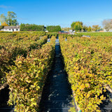 Carpinus Betulus | Hornbeam