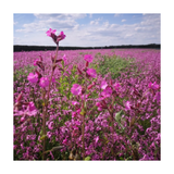 Field of pink flowers under a blue sky with white clouds