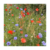 Field of red wildlflower and blue cornflowers in a natural setting
