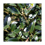 Dutch Holly | Ilex aquifolium Limsi