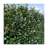 Dutch Holly | Ilex aquifolium Limsi