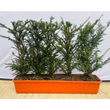 Taxus Baccata | English Yew