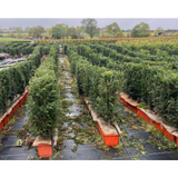 Taxus Baccata | English Yew