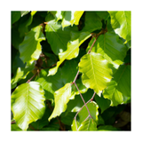 Close-up of bright green leaves on a white background