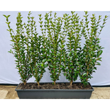 Lingustrum Ovalifolium | Green Privet