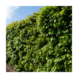 Tall hedge of green leaves with a blurred natural background