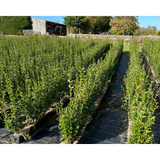 Lingustrum Ovalifolium | Green Privet