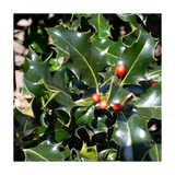 Close-up of holly leaves with red berries on a white background