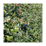 Holly bush with red berries on a white background