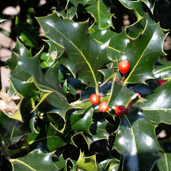 Holly | Ilex aquifolium