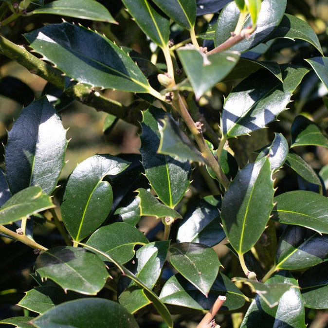 Dutch Holly | Ilex aquifolium Limsi