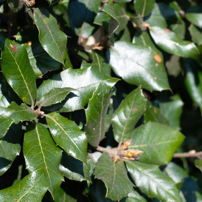 Holm Oak | Quercus ilex
