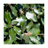 Holm Oak | Quercus ilex