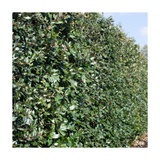 Holm Oak | Quercus ilex