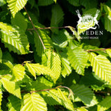 Hornbeam (Carpinus betulus), a deciduous tree with smooth, dark green leaves that turn yellow and orange in autumn. Known for its strong, dense wood and adaptable growth, it is ideal for creating hedges, screens, or as a feature tree in landscapes