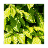 Hornbeam | Carpinus betulus