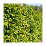 Hornbeam | Carpinus betulus