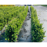 Ilex Crenata Dark Green | Japanese Holly