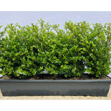 Ilex Crenata Dark Green | Japanese Holly