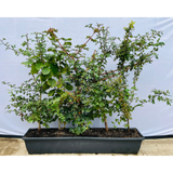 Native Mixed Hedging