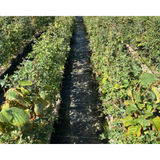 Native Mixed Hedging
