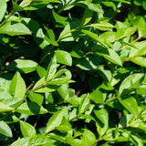 Oval Leaf Privet | Ligustrum ovalifolium