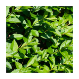 Oval Leaf Privet | Ligustrum ovalifolium
