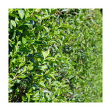 Oval Leaf Privet | Ligustrum ovalifolium
