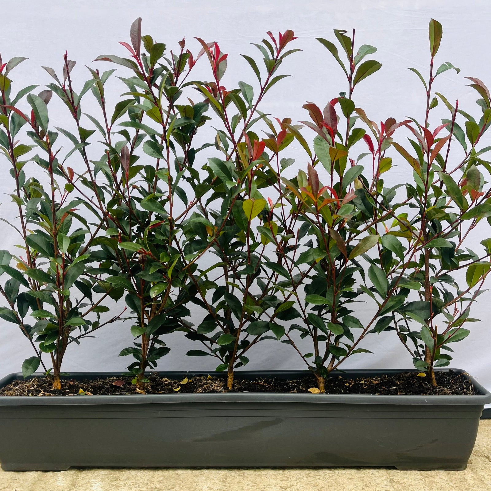 Photinia Carre Rouge
