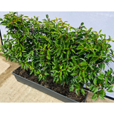 Prunus Angustifolia | Portuguese Laurel
