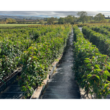 Prunus Angustifolia | Portuguese Laurel