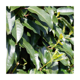Portuguese Laurel | Prunus lusitanica