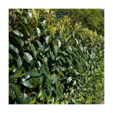 Portuguese Laurel | Prunus lusitanica