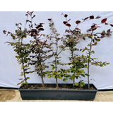 Fagus Sylvatica Purpurea | Purple Beech