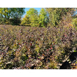 Fagus Sylvatica Purpurea | Purple Beech