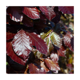 Purple Beech | Fagus sylvatica ‘Purpurea’