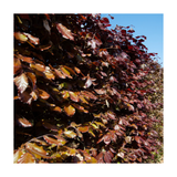 Hedge with red-brown leaves against a blue sky