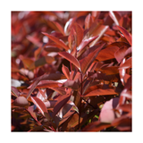 Photinia | Photinia x fraseri ‘Red Robin’