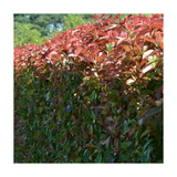 Photinia | Photinia x fraseri ‘Red Robin’