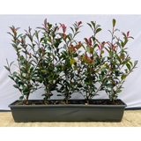 Photinia Carre Rouge | Red Robin