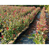 Photinia Carre Rouge | Red Robin